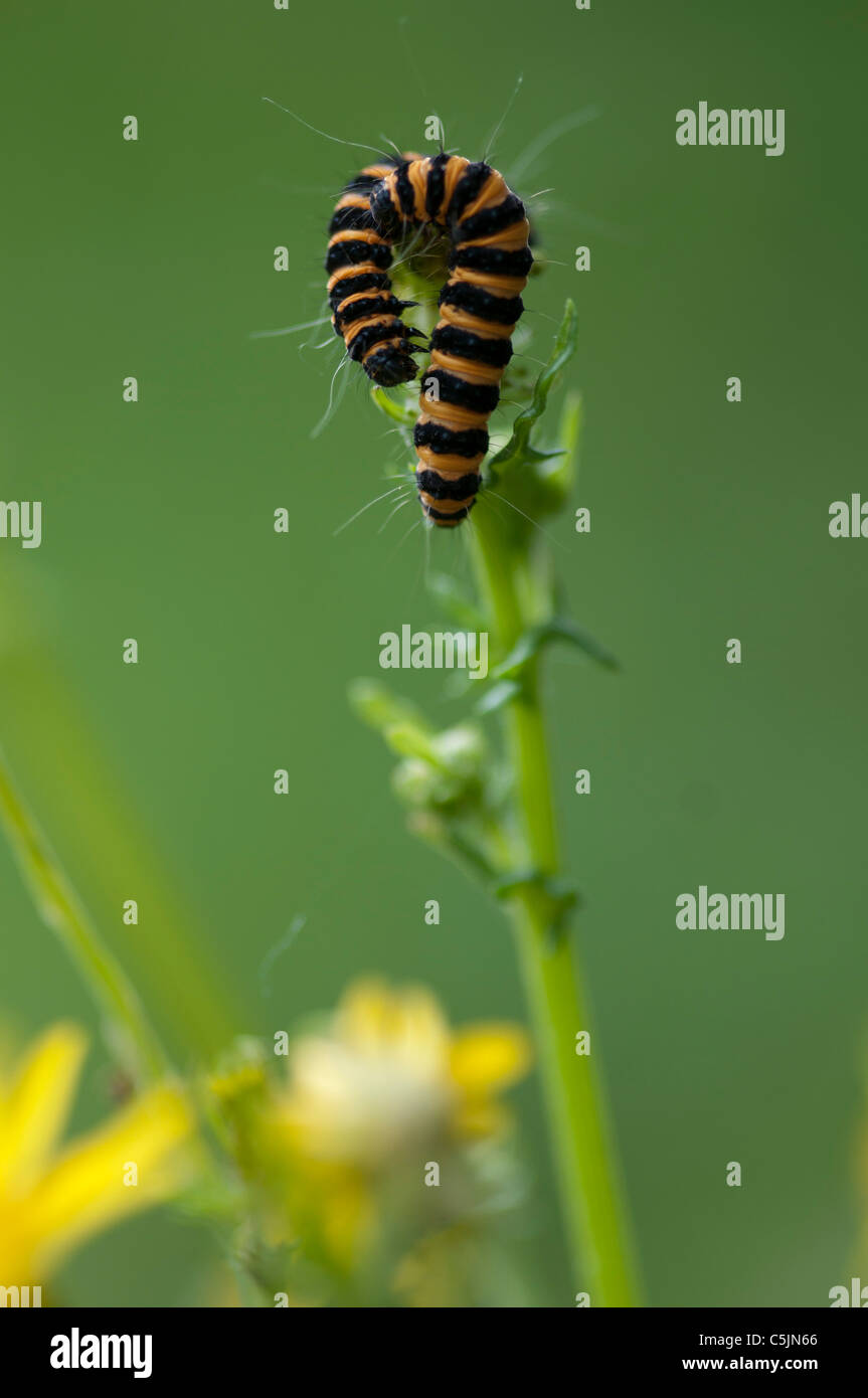 Zinnober Falter Raupe fotografierte Messingham Nature Reserve, North Lincolnshire, Großbritannien Stockfoto