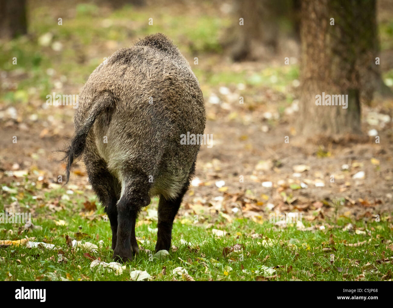 Wildschweine im Wald Stockfoto