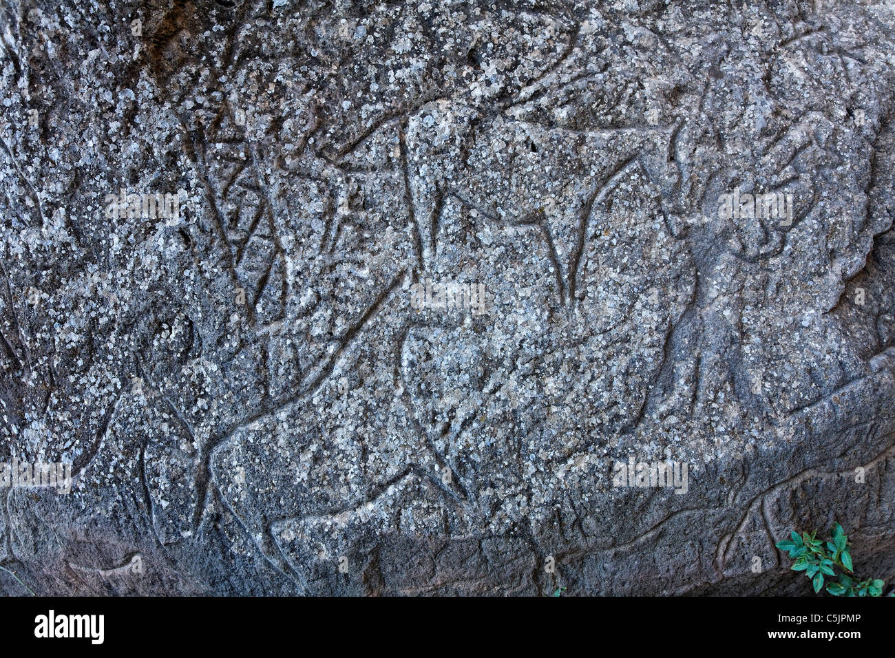 Aserbaidschan - Qobustan - alte Stein geschnitzt Felszeichnungen zeigen Pferde Stockfoto