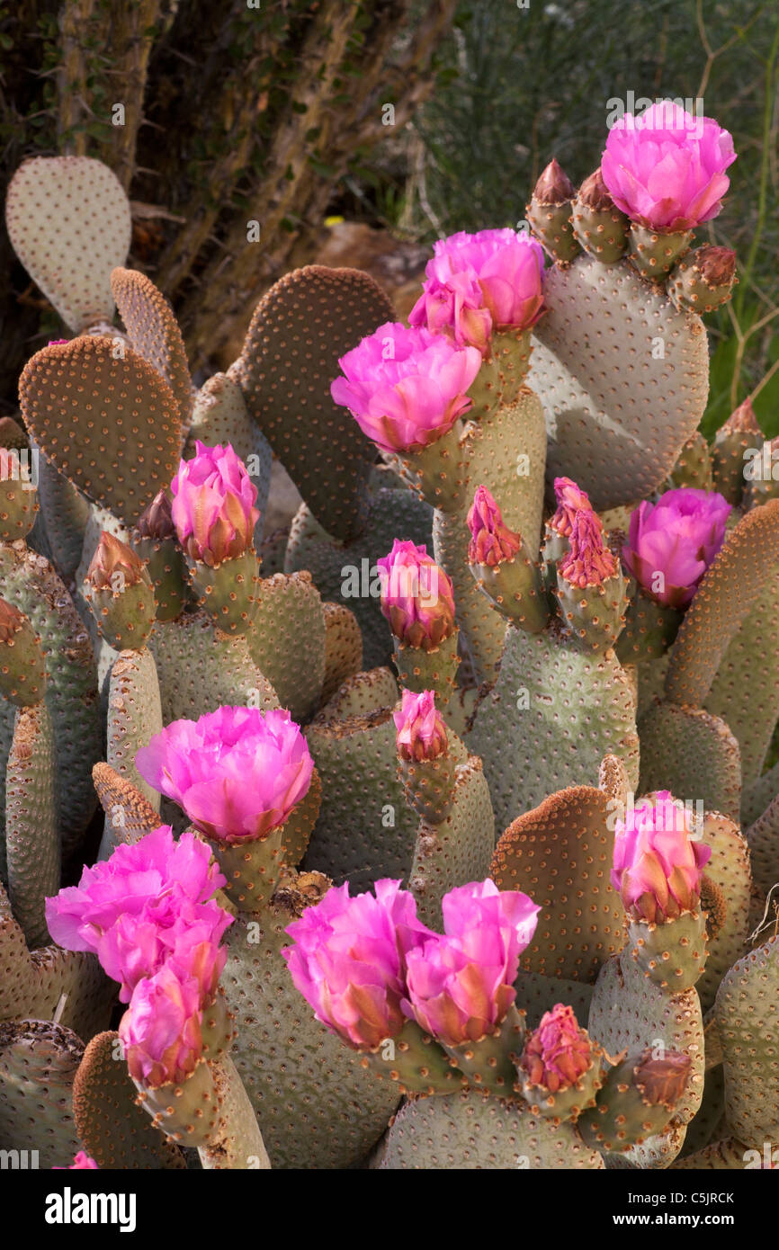 Beavertail Kaktus, Anza-Borrego Desert State Park, Kalifornien. Stockfoto