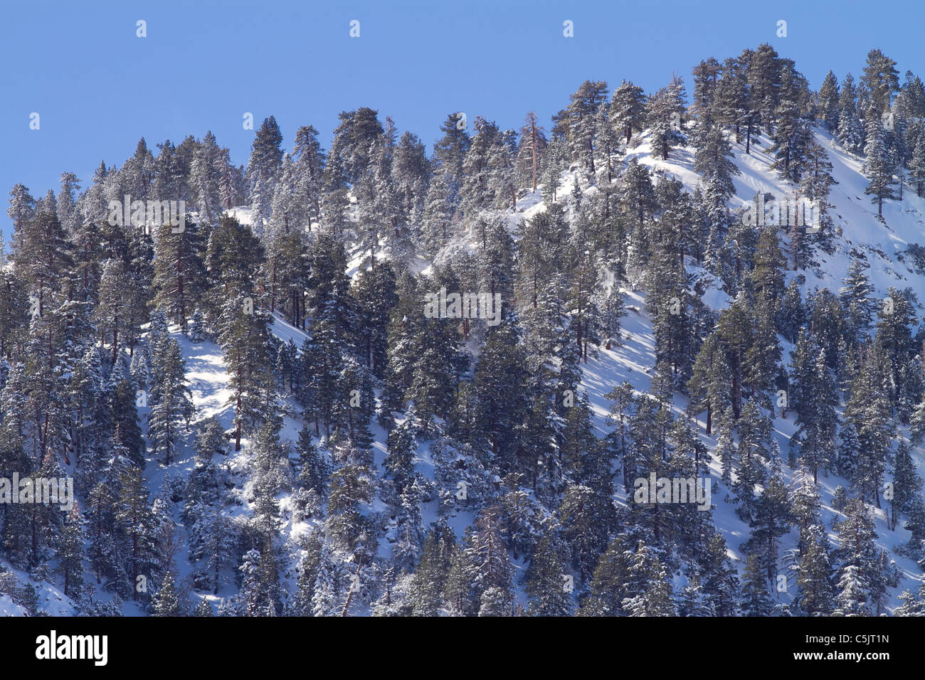 Winterbäume in Wrightwood, Kalifornien. Stockfoto