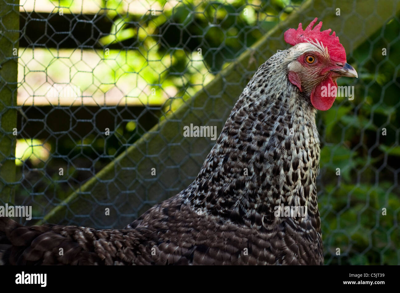 Gesprenkelte schwarz-weiß Huhn oder Hähnchen im Freien in den Hühnerstall in einem Hinterhof in England. Stockfoto