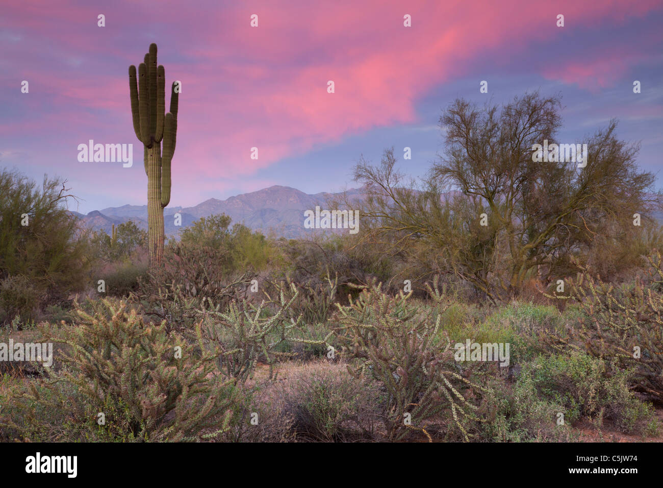 Saguaro-Kaktus bei Sonnenuntergang, McDowell Mountain Regional Park, in der Nähe von Fountain Hills und östlich von Phoenix, Arizona. Stockfoto