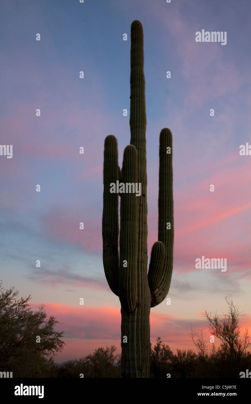 Saguaro-Kaktus bei Sonnenuntergang, McDowell Mountain Regional Park, in der Nähe von Fountain Hills und östlich von Phoenix, Arizona. Stockfoto