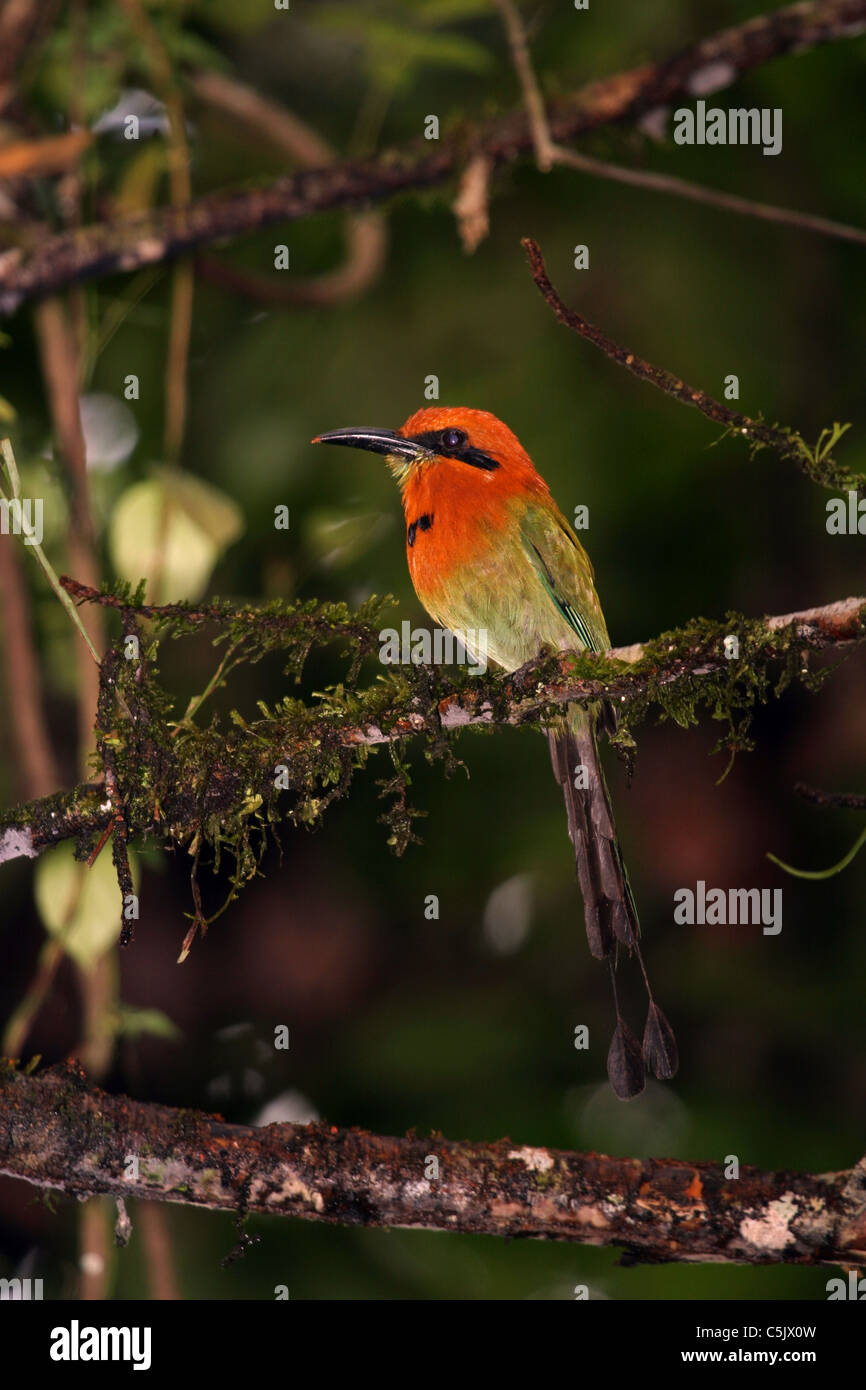 Breit-billed Motmot, Elektron Platyrhynchum, Costa Rica Stockfoto