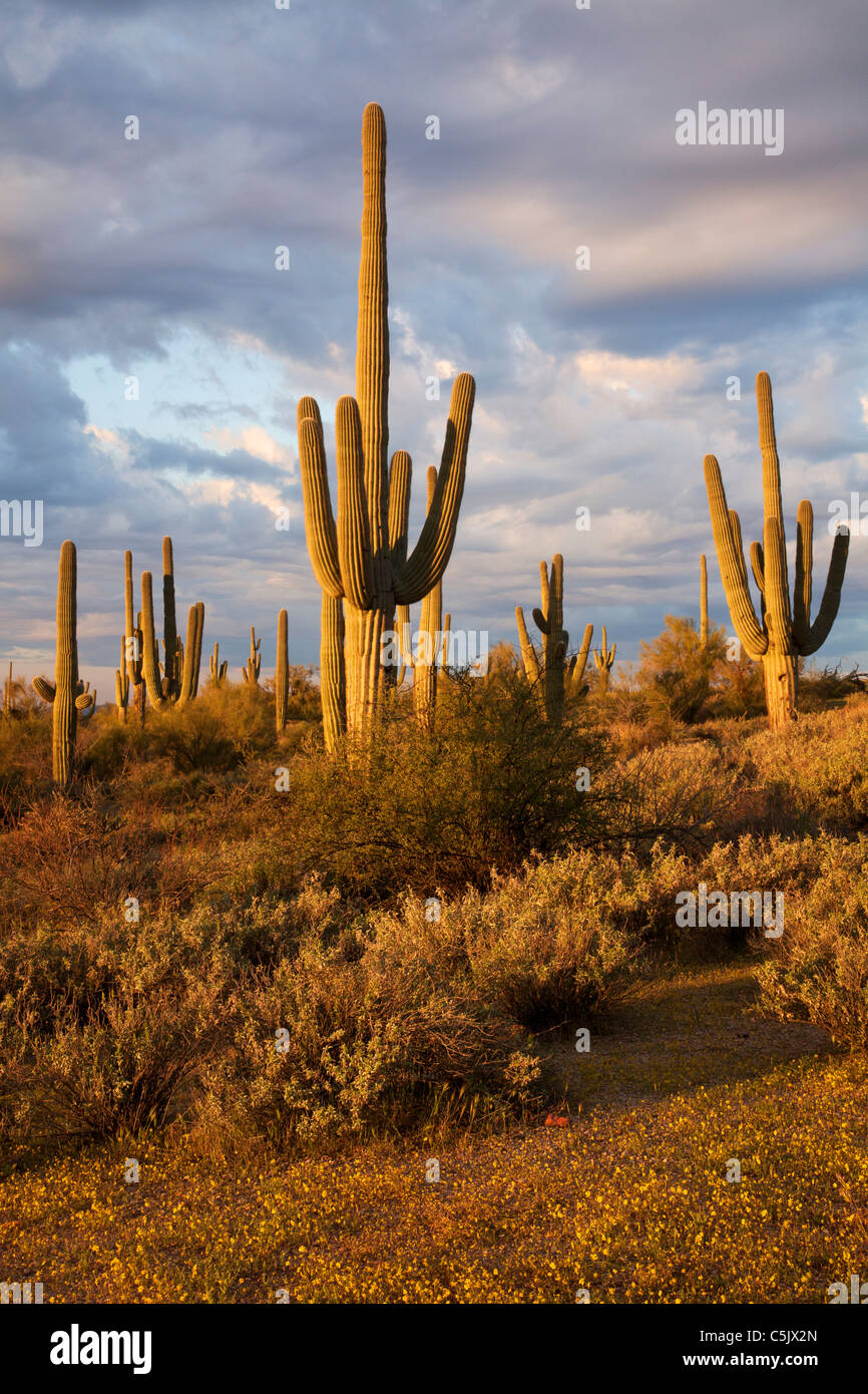 Saguaro Kaktus, Tonto National Forest östlich von Phoenix, Arizona. Stockfoto