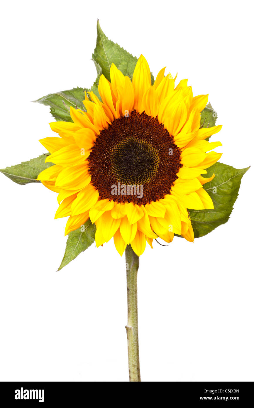 Einzelne Sonnenblume Stem Stockfoto