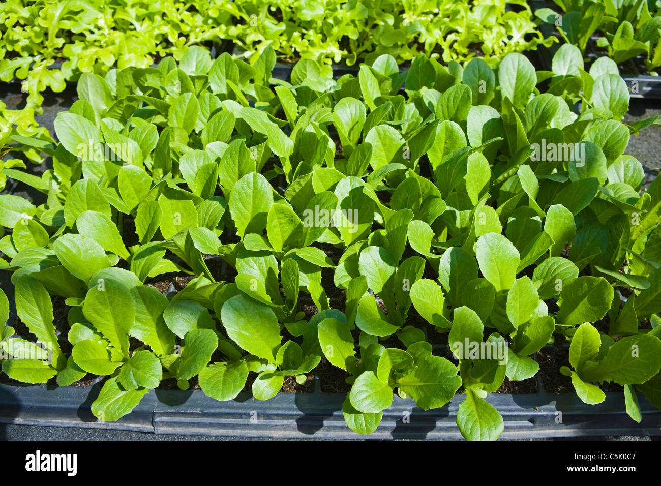 Bio Salat Sämlinge, Lactuca Sativa, cos Sorte, auspflanzen vorbereitet " Stockfoto