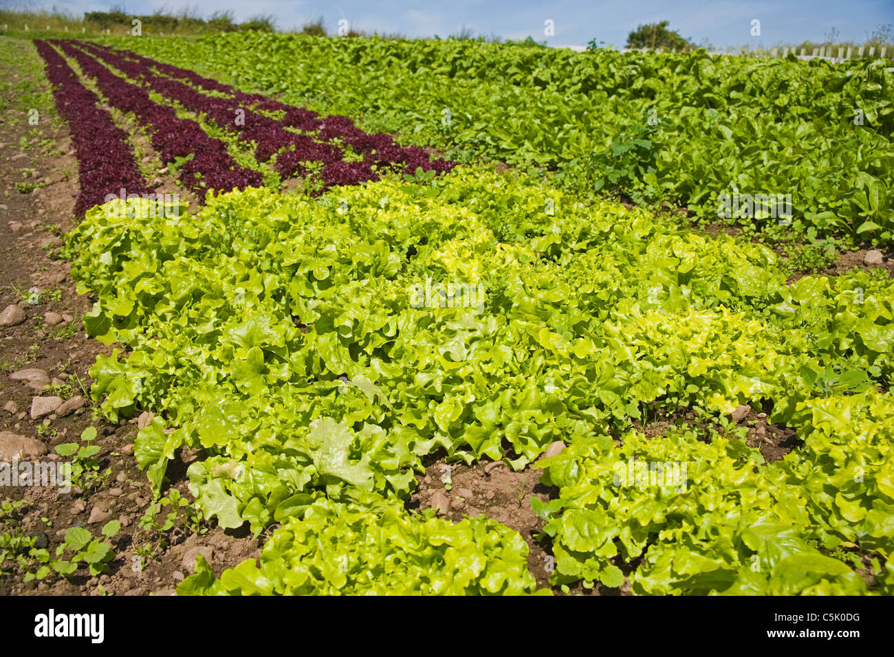 Bio-Bauernhof, Bio grüne Batavia Salat Lactuca Sativa, Lollo Rosso Salat zu hinterlassen, Spinat im Hintergrund, Unkraut im Stockfoto