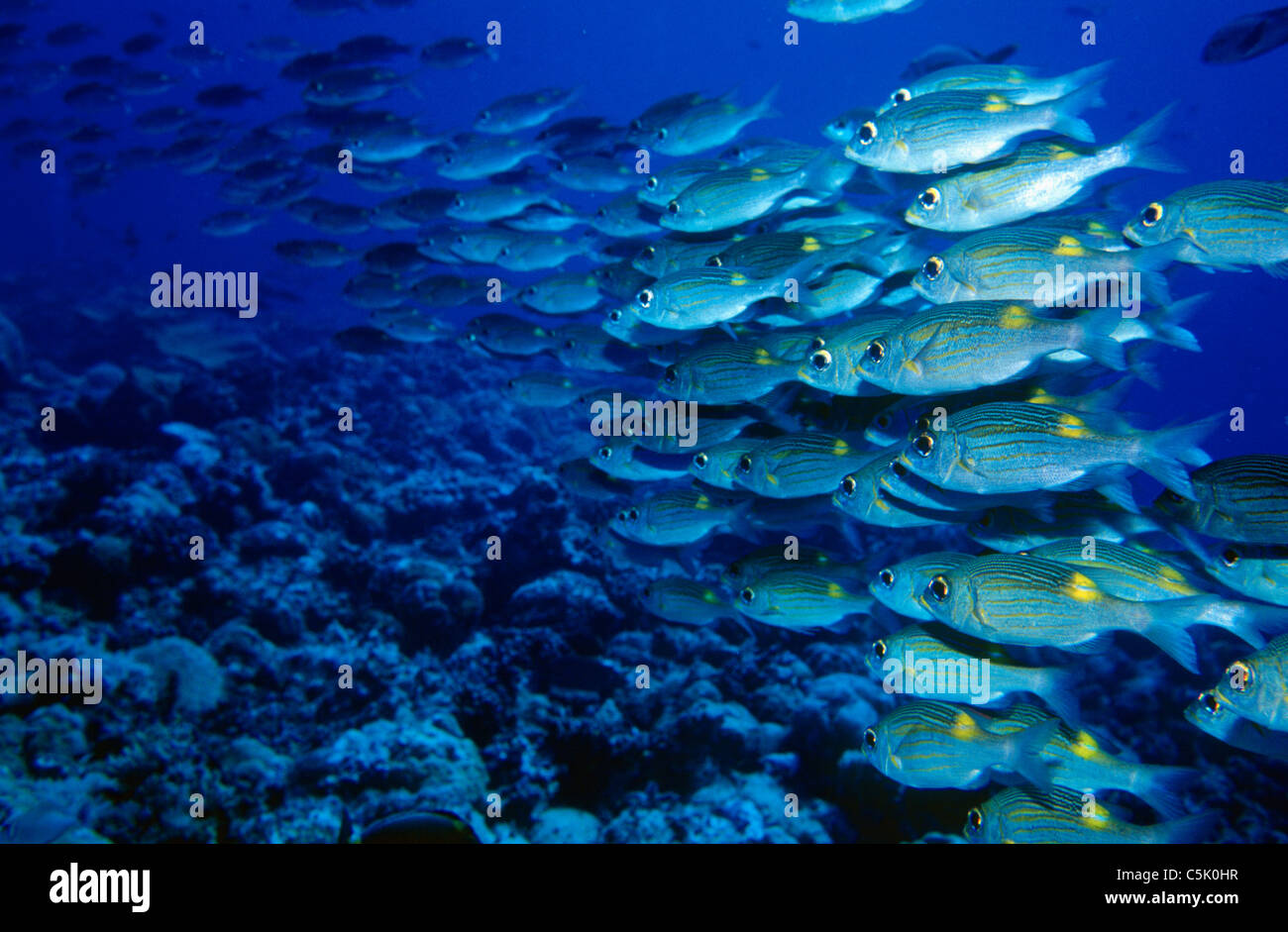 Schule der Yellowspot Kaiser, Gnathodentex Aurelineatus, an der blauen Ecke, Palau, Mikronesien Stockfoto