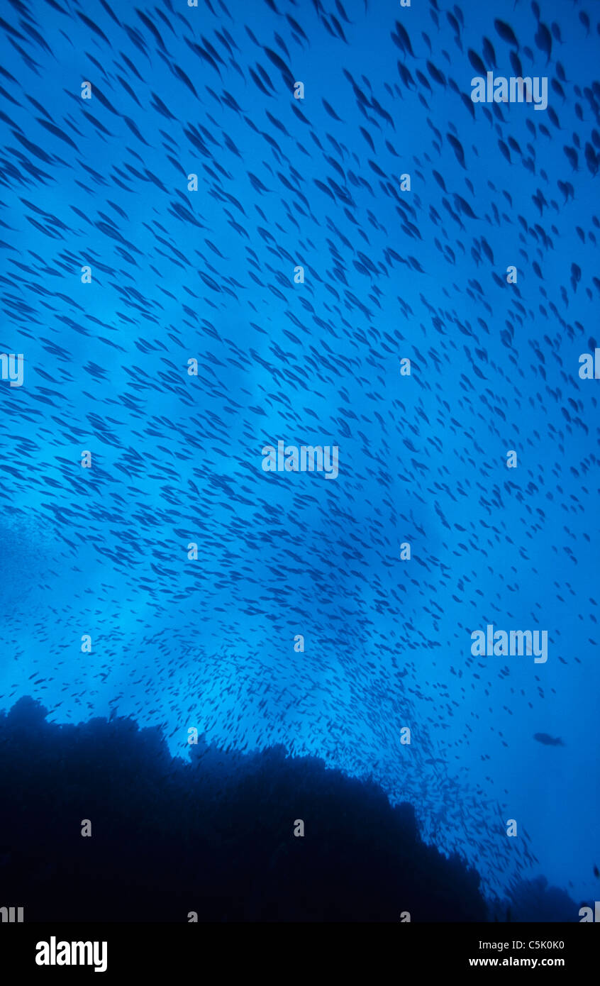 Fischschwarm, Big Brother Island, The Brothers, Rotes Meer, Ägypten Stockfoto