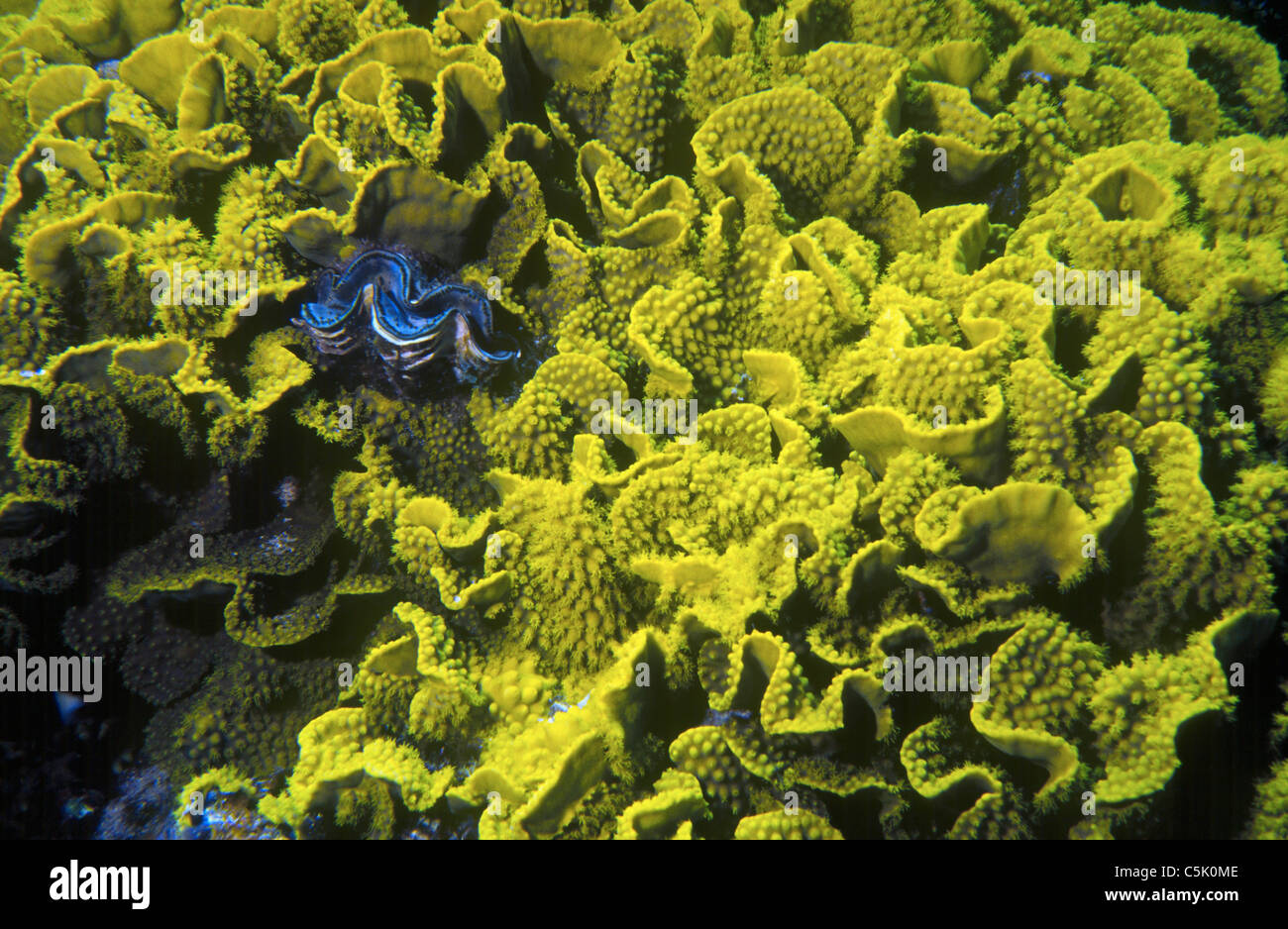 Maxima Muschel (Tridacna Maxima) in gelb Kopfsalat Korallen (Turbinaria Mesenterina), Panorama Reef (Abu Alama), Rotes Meer, Ägypten Stockfoto