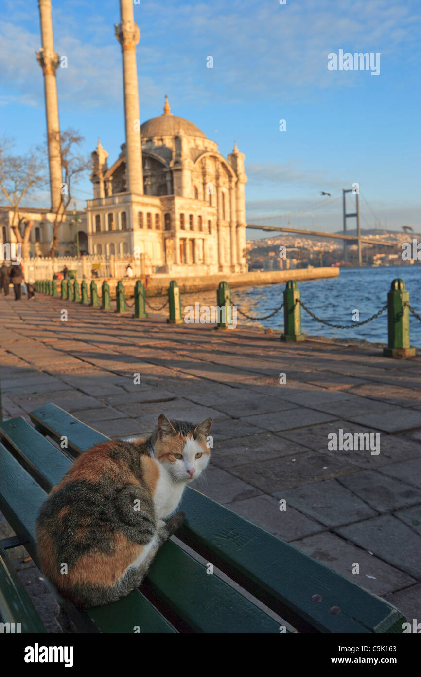 Katze auf einer Bank und Büyük Mecidiye Moschee in Ortaköy, Bosporus, Istanbul, Türkei Stockfoto