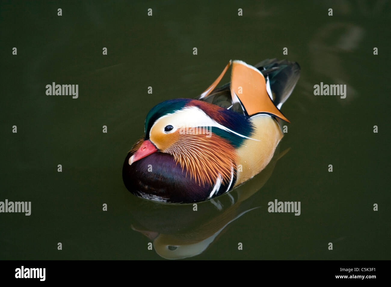 Mandarin Duck, Aix Galericulata, Hokkaido, Japan Stockfoto