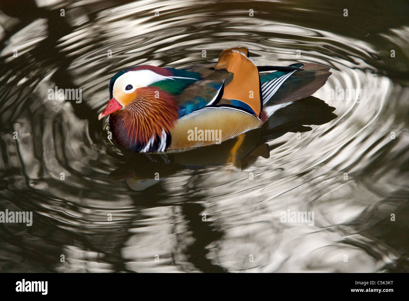 Mandarin Duck, Aix Galericulata, Hokkaido, Japan Stockfoto