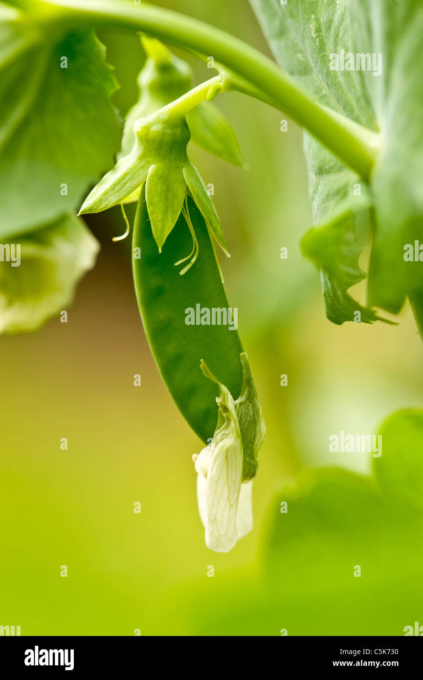 Erbse-Pod auf die Pflanze wächst Stockfoto