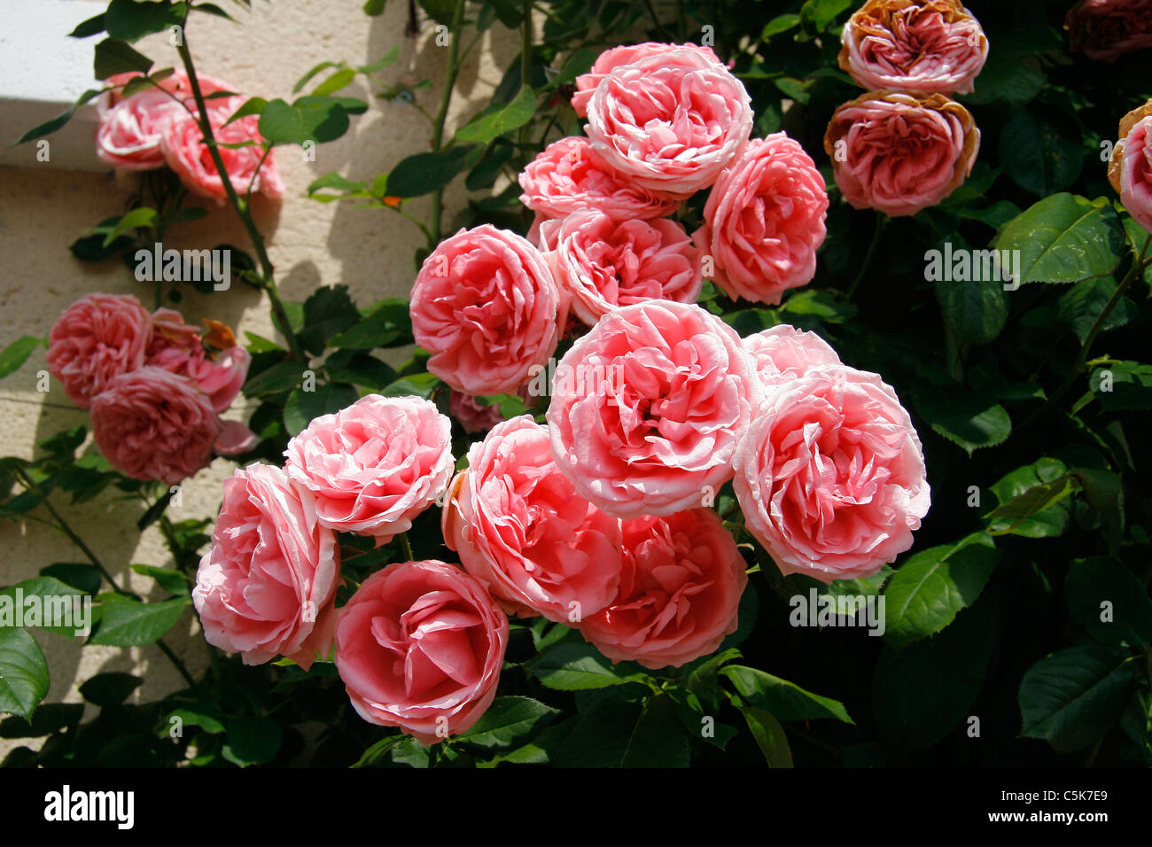 Kletterrose in voller Blüte gegen eine Wand Stockfoto