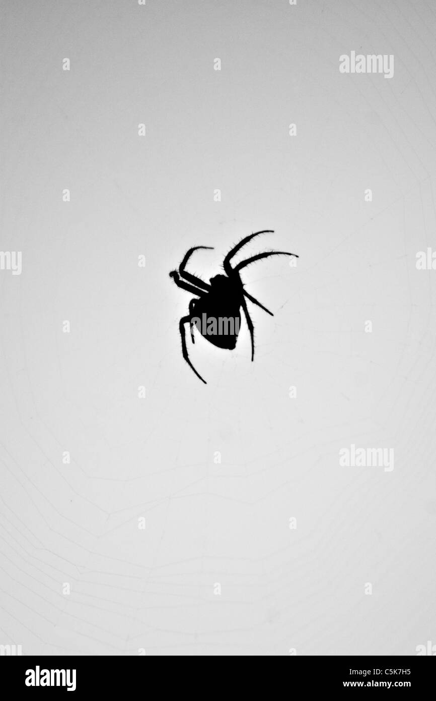 Eine Silhouette von einer Spinne im Netz. Diese Art von Spinne ist üblich, den Nordosten der USA. Stockfoto