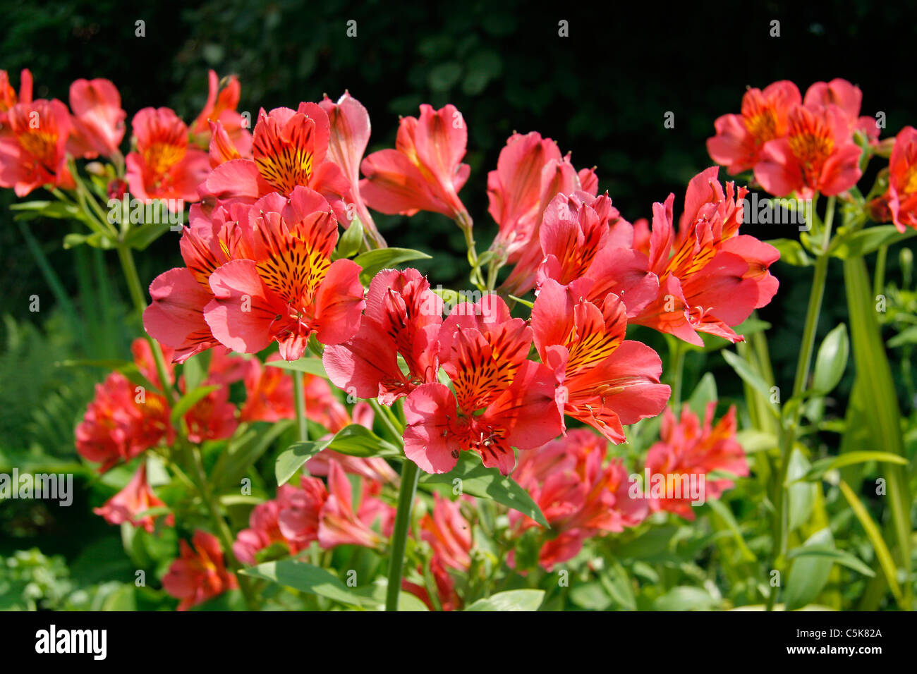 Peruanische Lilie oder Lilie der Inkas (Alstroemeria 'Red Beauty'), Alstroemeriaceae Stockfoto