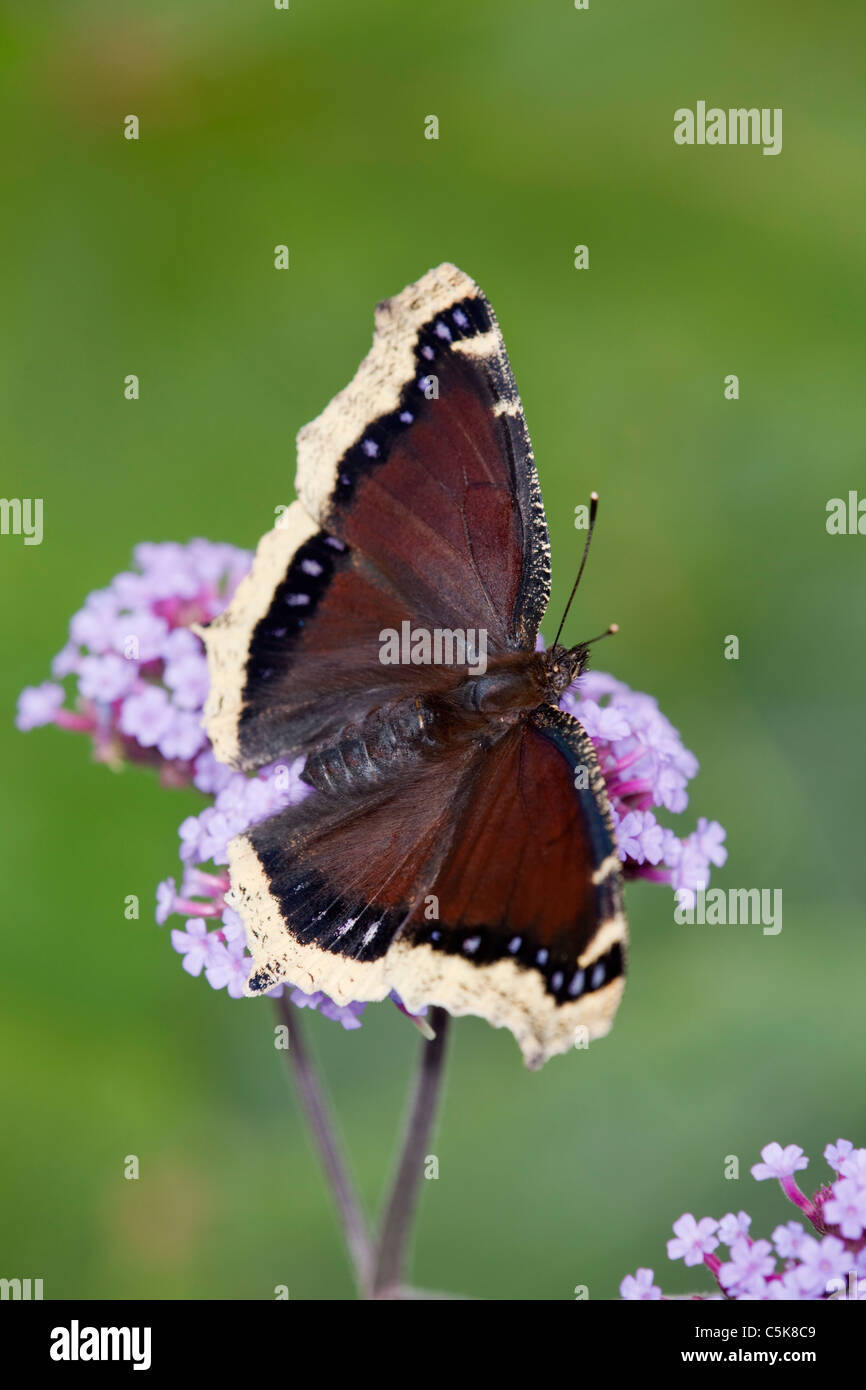 Camberwell Schönheit Schmetterling; Nymphalis Antiopa; auf Eisenkraut Stockfoto