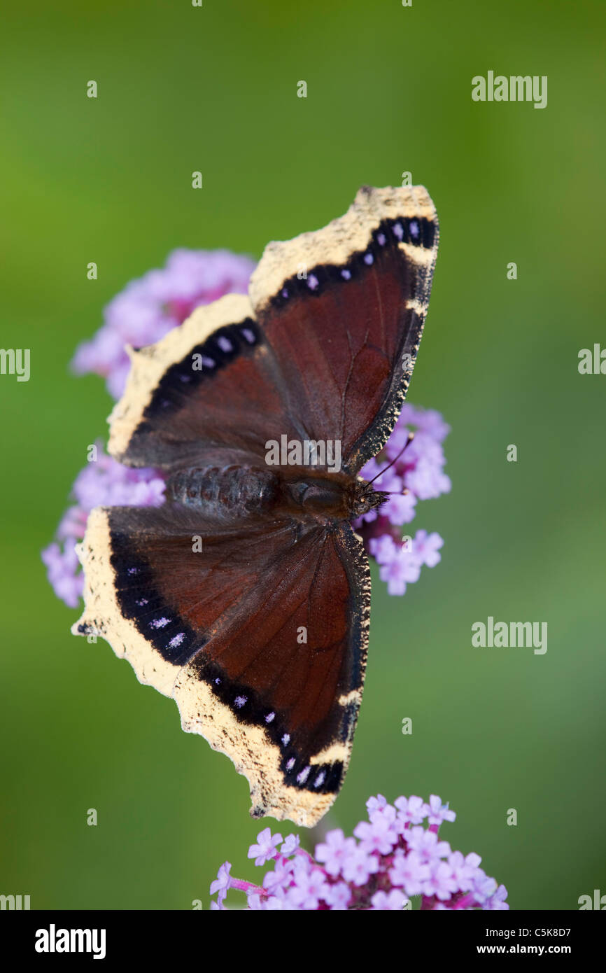 Camberwell Schönheit Schmetterling; Nymphalis Antiopa; auf Eisenkraut Stockfoto
