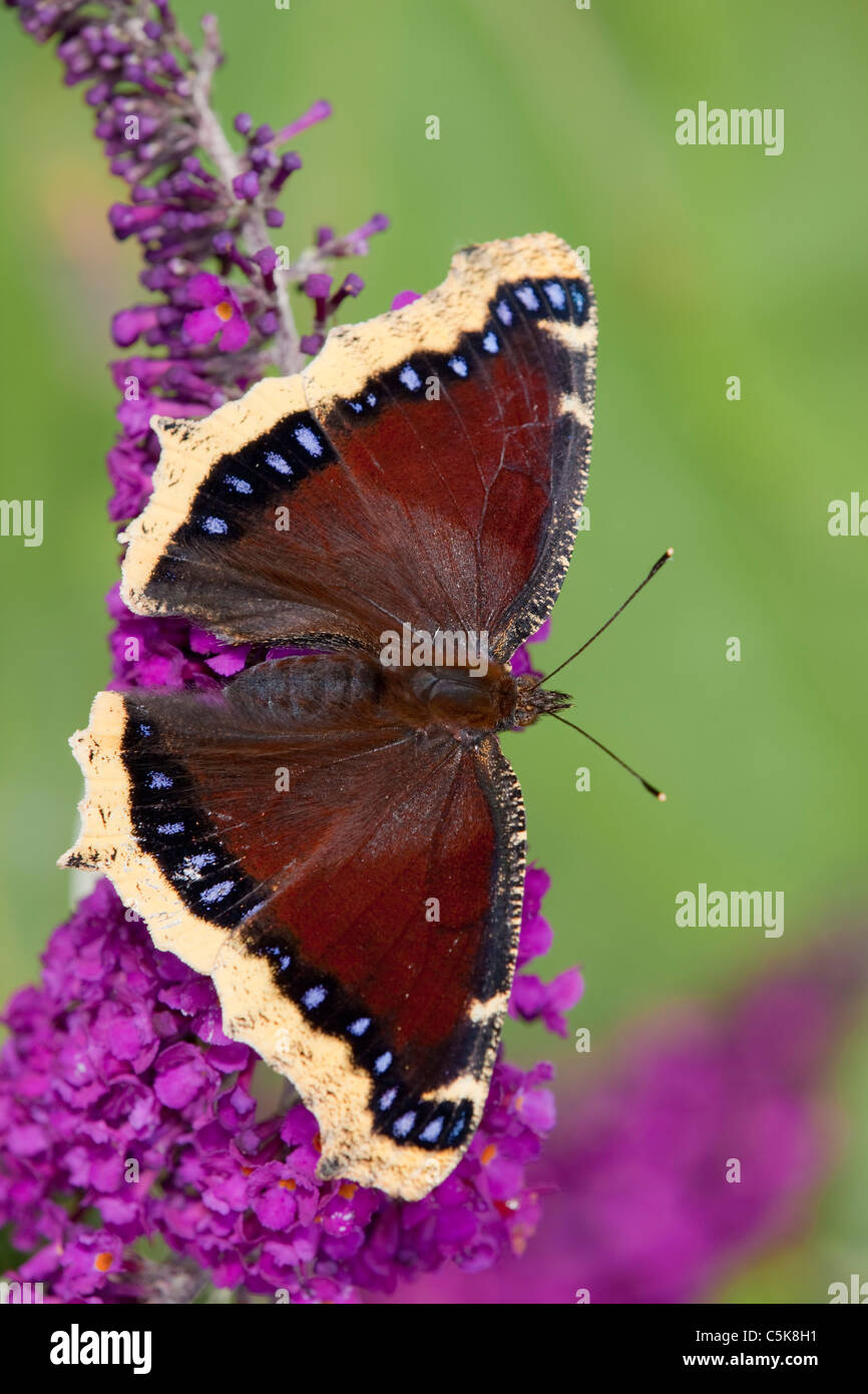 Camberwell Schönheit Schmetterling; Nymphalis Antiopa; auf Sommerflieder Stockfoto