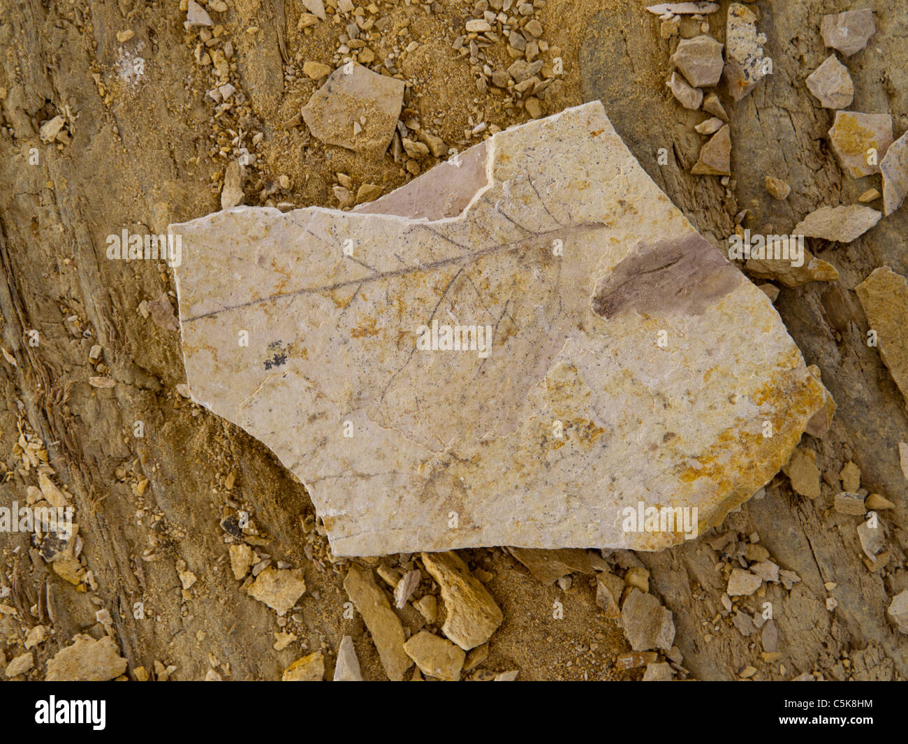 Ein versteinertes Blatt zu Fossil, Oregon, USA Stockfoto