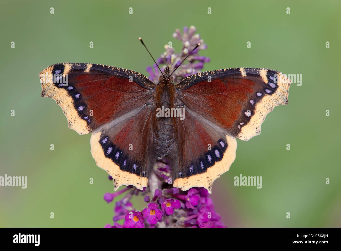Camberwell Schönheit Schmetterling; Nymphalis Antiopa; auf Sommerflieder Stockfoto