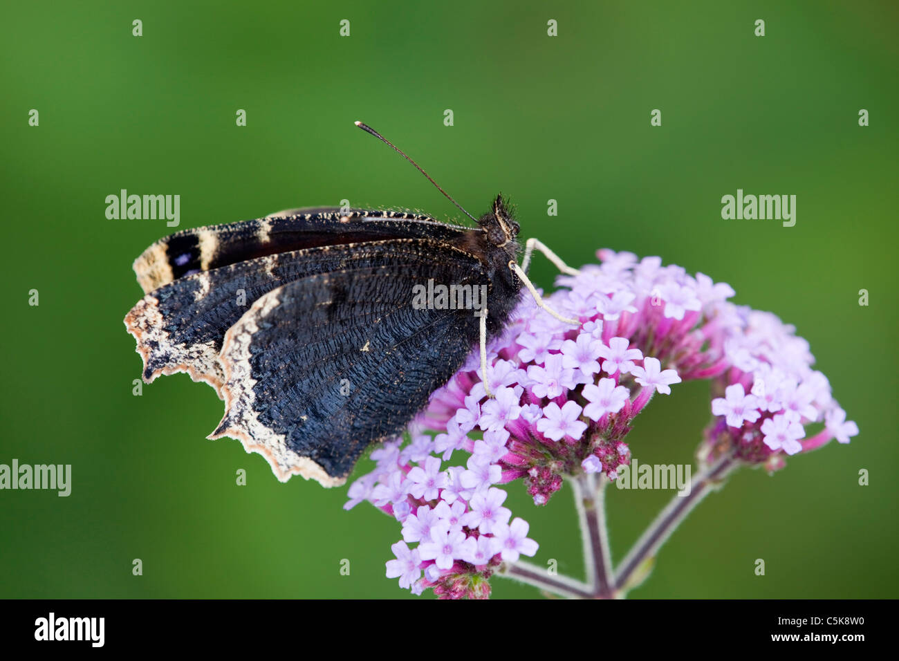 Camberwell Schönheit Schmetterling; Nymphalis Antiopa; auf Eisenkraut Blume Stockfoto