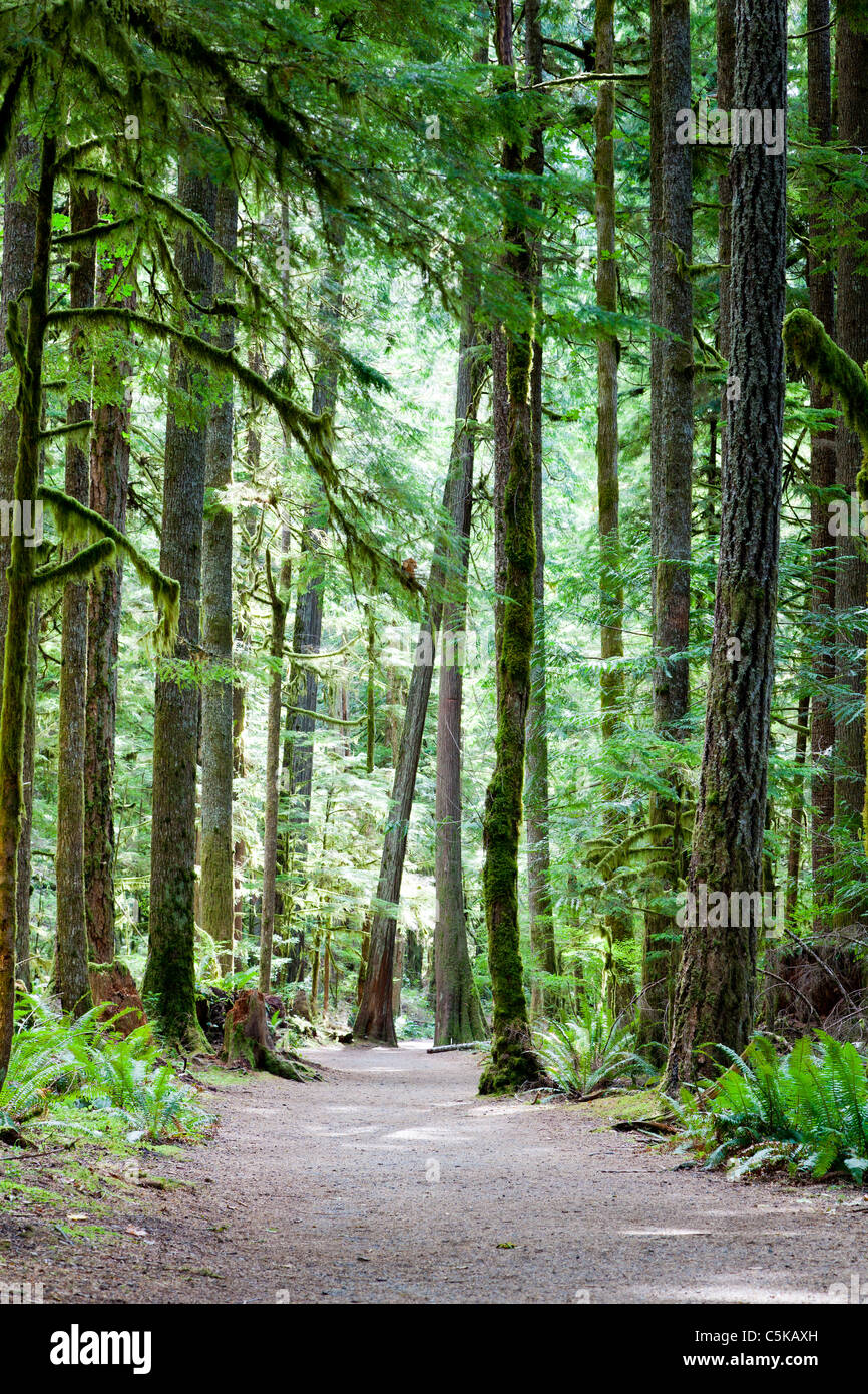 Marymere Falls Trail NP Olympic Nationalpark USA Stockfoto