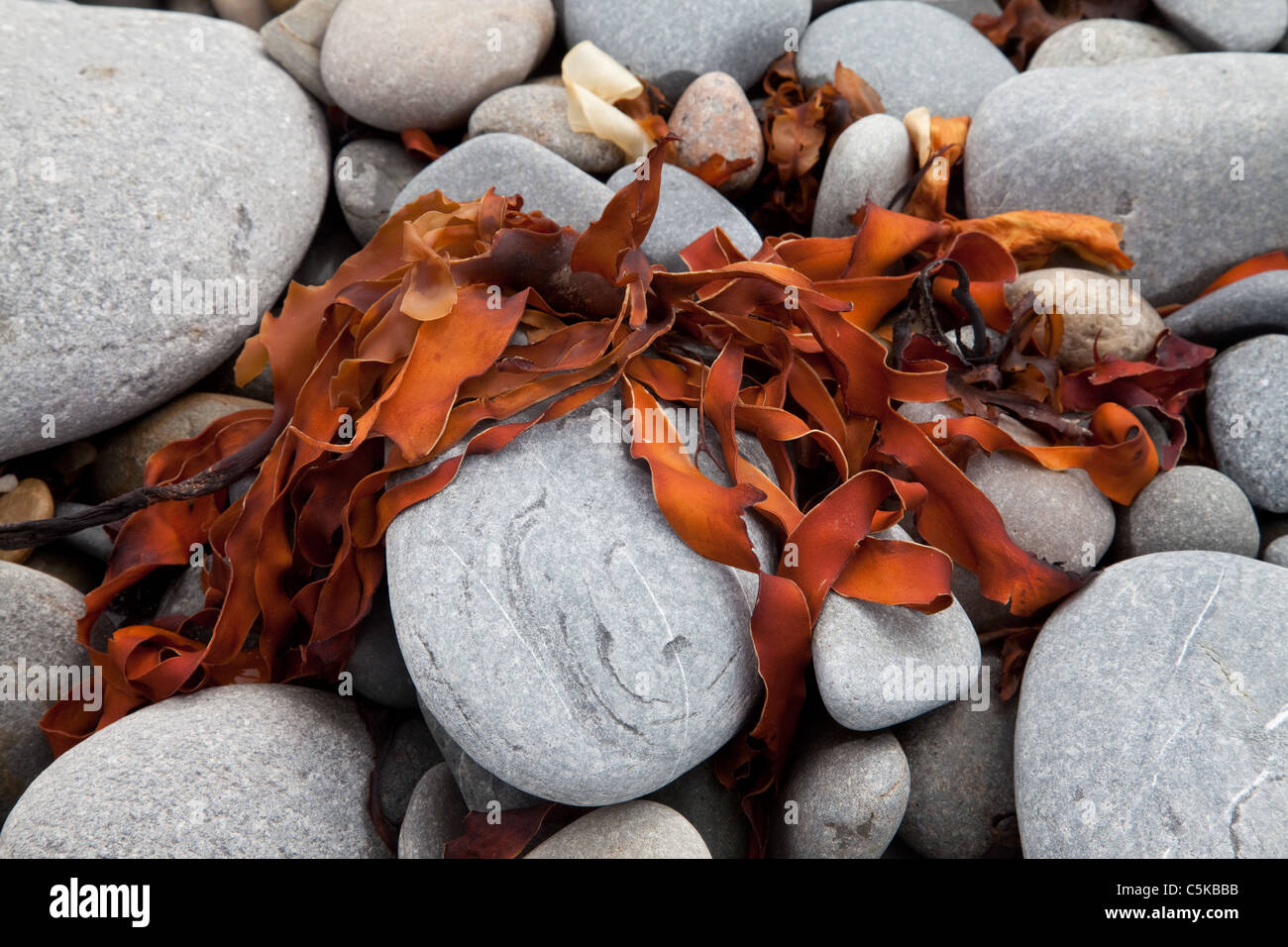 Getrocknete Algen am Strand Pflastersteine verlegen Stockfoto