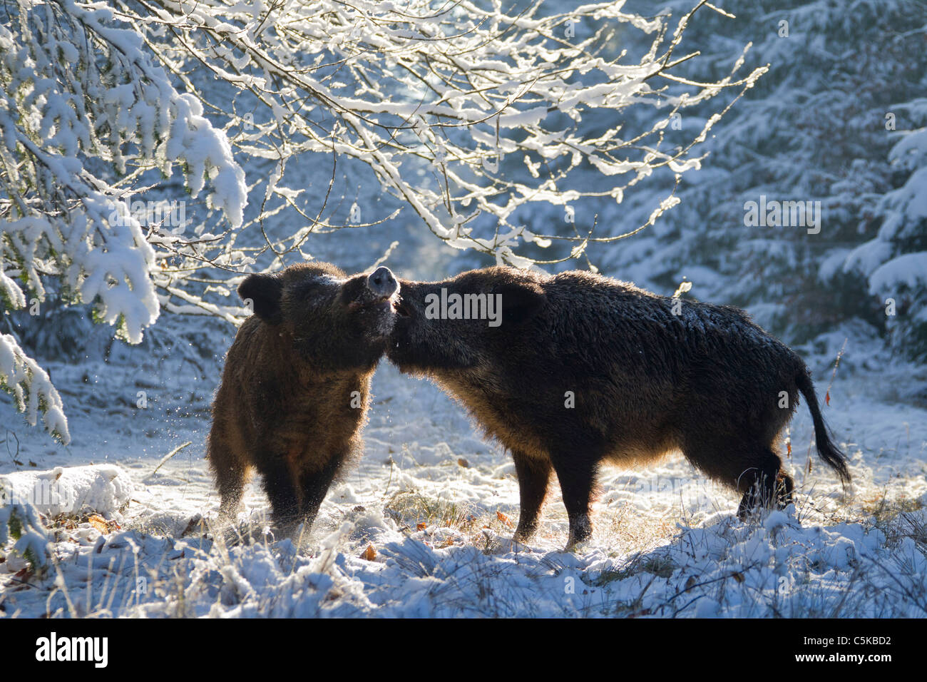 Zwei Wildschweine (Sus Scrofa) Kämpfe im