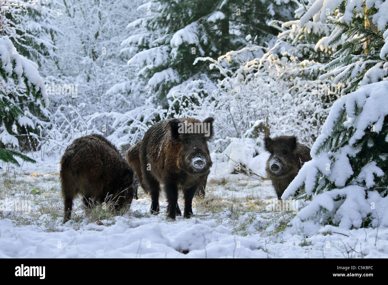 Wildschwein (Sus Scrofa) Echolot im Schnee im Winter, Deutschland Stockfoto