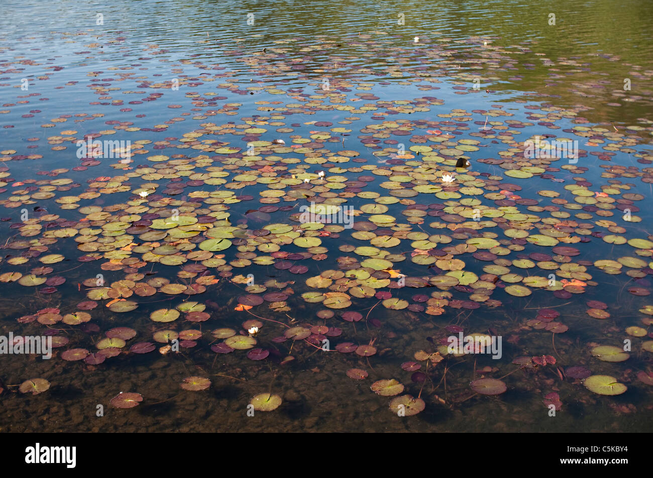 Seerosen auf der Oberfläche eines Sees in England. Stockfoto