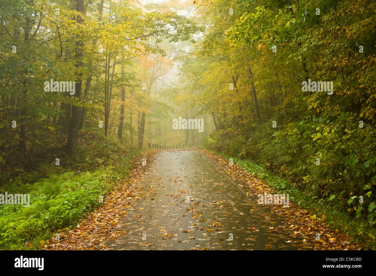 Blätter bedecken Straße durch neblige Bäume Stockfoto