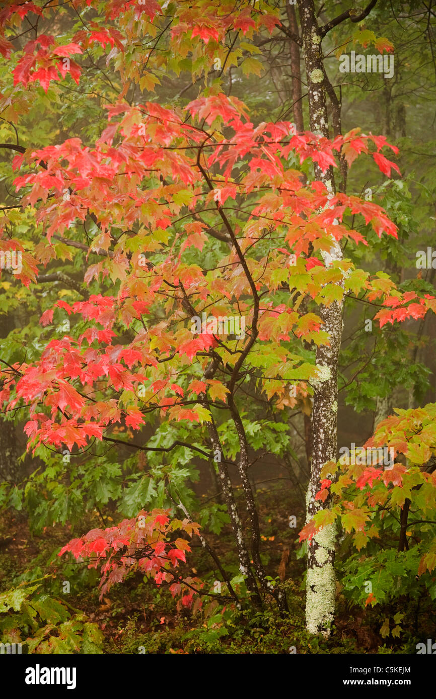 Roter Herbst farbige Blätter auf Ast. Stockfoto