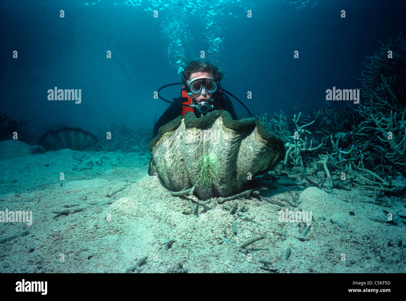 Taucher, die Prüfung einer geriffelten Riesenmuschel (Tridacna Squamosa) an einem Korallenriff. Palau, Mikronesien - Pazifischer Ozean Stockfoto