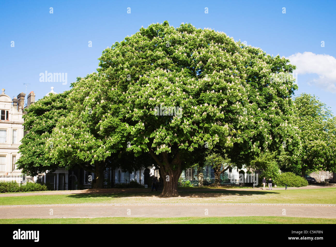 Einen sich ausbreitenden Rosskastanie Baum. Stockfoto