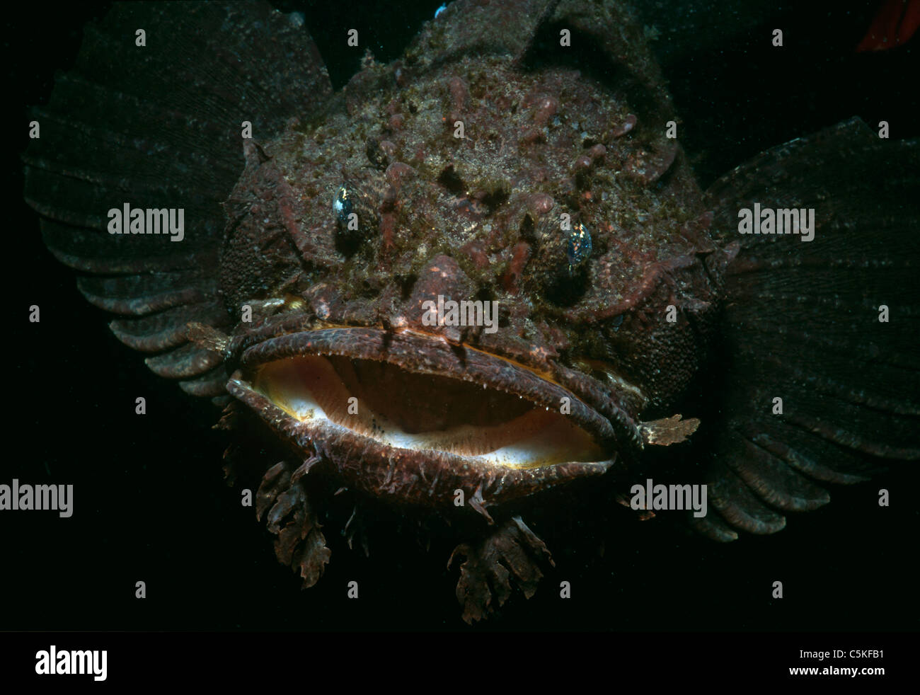 Meer Rabe (Hemitipterus Americanus). Hodgekin Cove, Gloucester, Massachusetts, Vereinigte Staaten von Amerika, Atlantik Stockfoto