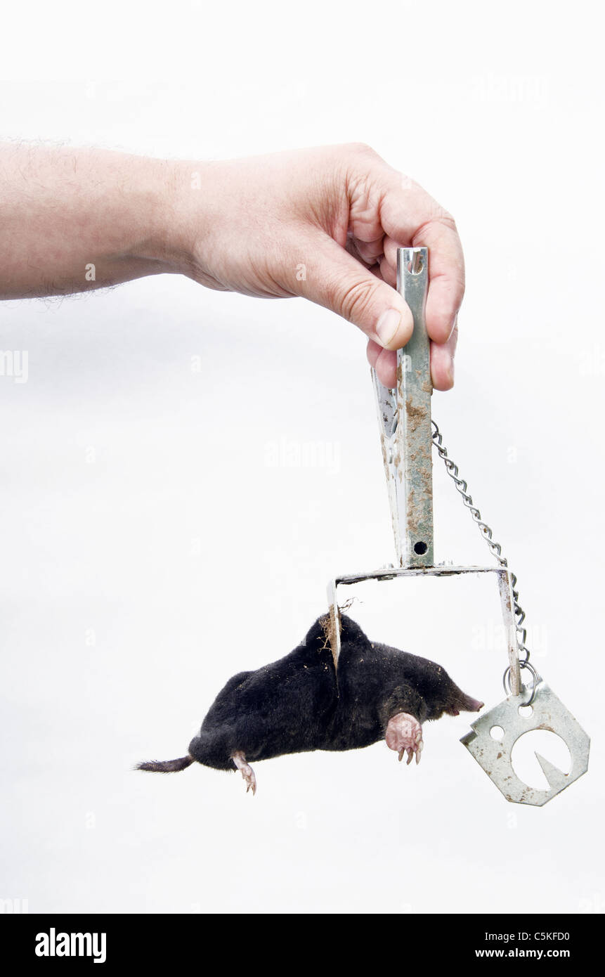Maulwurf mit speziellen metallischen fallen gefangen. Gute Technik fr die  Verteidigung Ihres Rasens Stockfotografie - Alamy