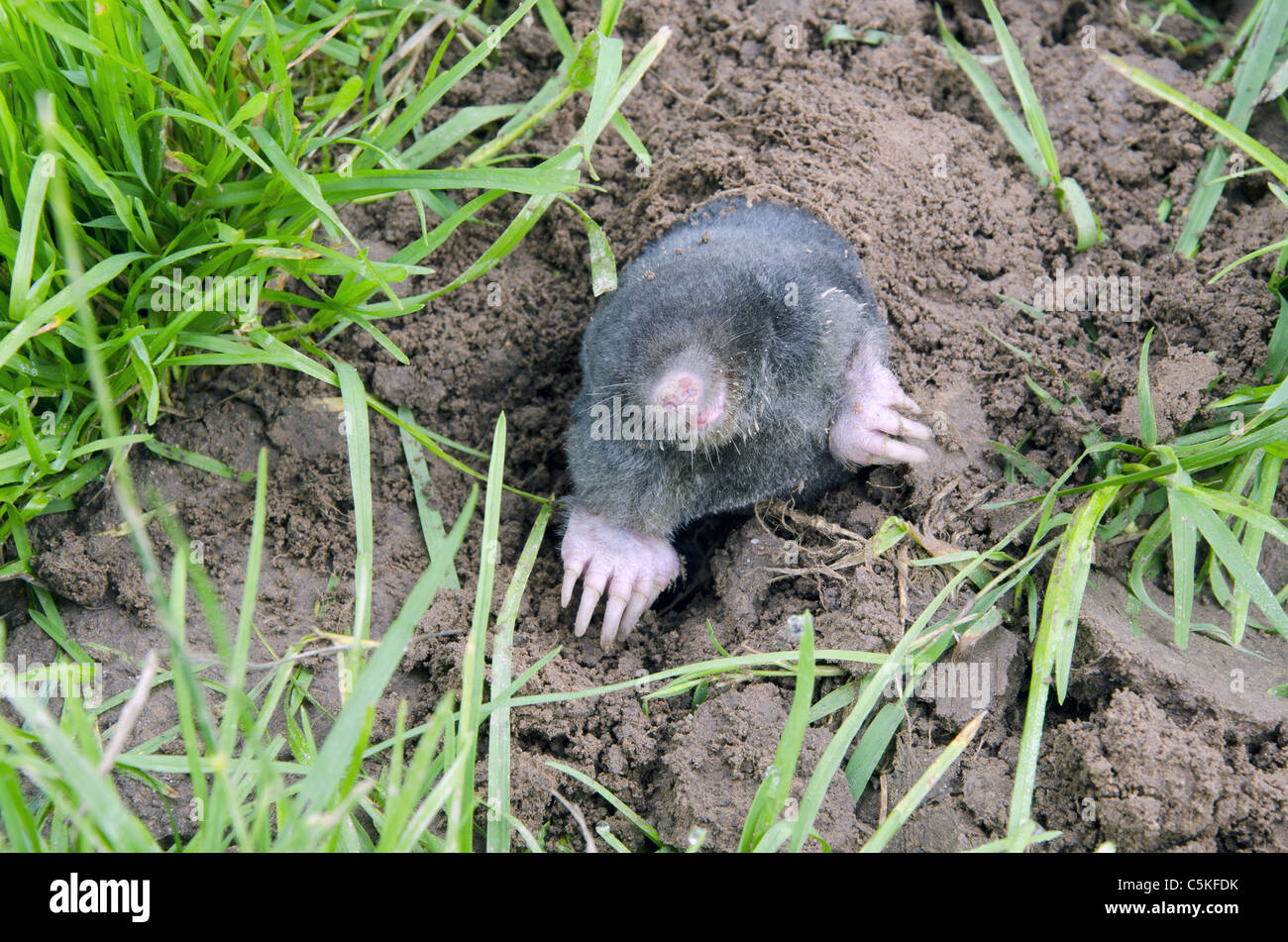 Maulwurf spähte um seinem Maulwurf Loch. Schönes und interessantes Tier. Stockfoto