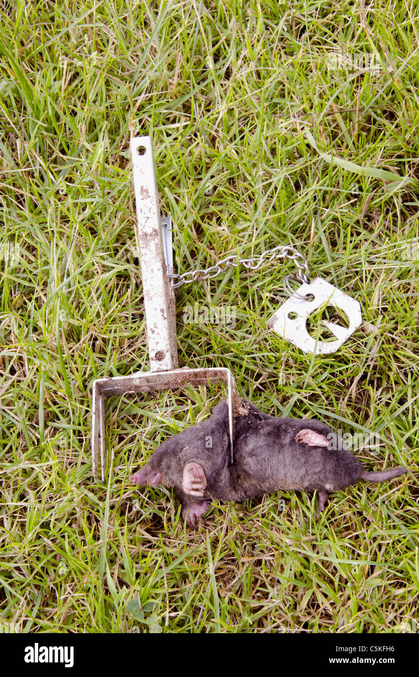 Maulwurf mit speziellen metallischen fallen gefangen. Gute Technik für die Verteidigung Ihres Rasens. Stockfoto