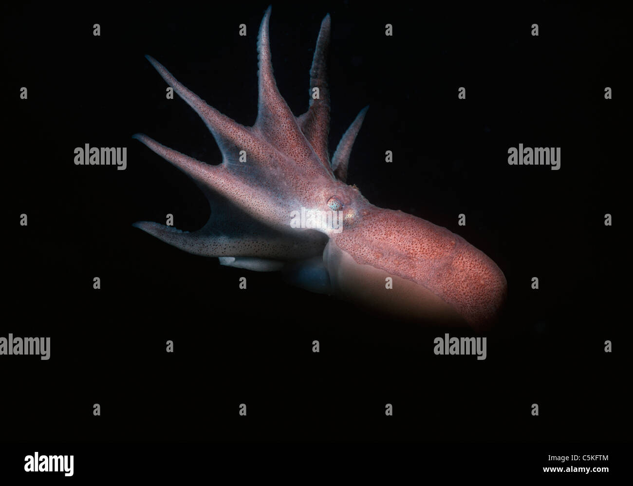 Gemeinsame Atlantic Krake (Octopus Vulgaris) Schwimmen im offenen Meer. New England, USA - Nord-Atlantik Stockfoto