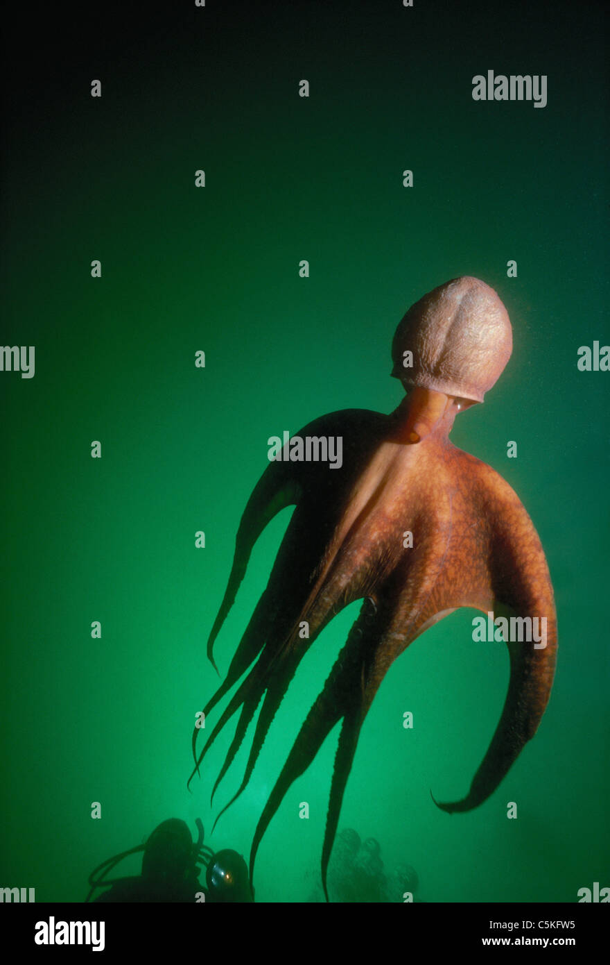 Pazifische Riesenkrake (Enteroctopus Dofleini) mit einem Taucher.  British Columbia, Kanada - Nord-Pazifik Stockfoto