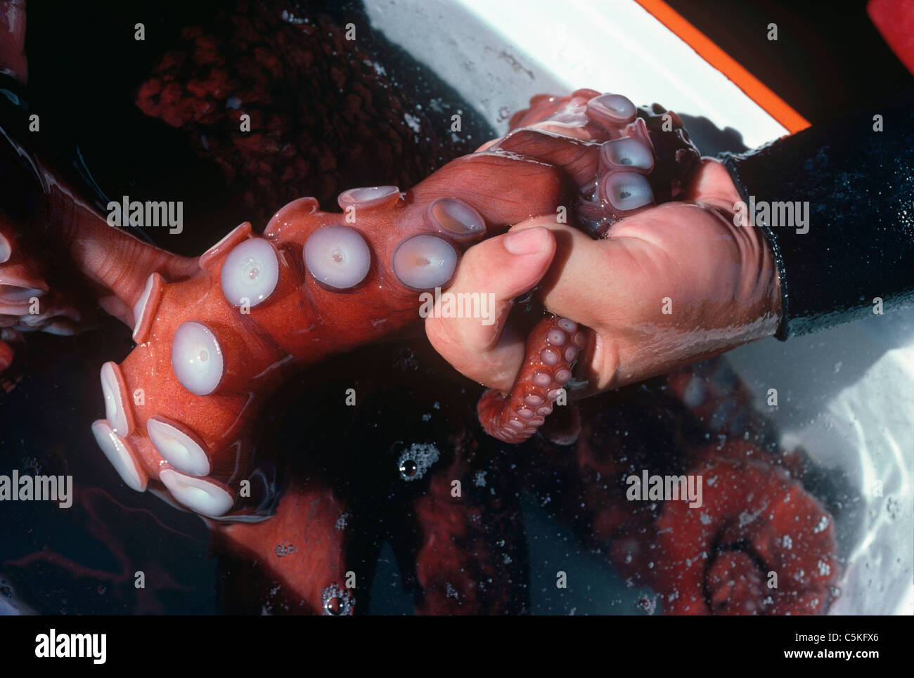 Wissenschaftler halten die Arme der Pazifische Riesenkrake (Enteroctopus Dofleini). Britisch-Kolumbien Stockfoto