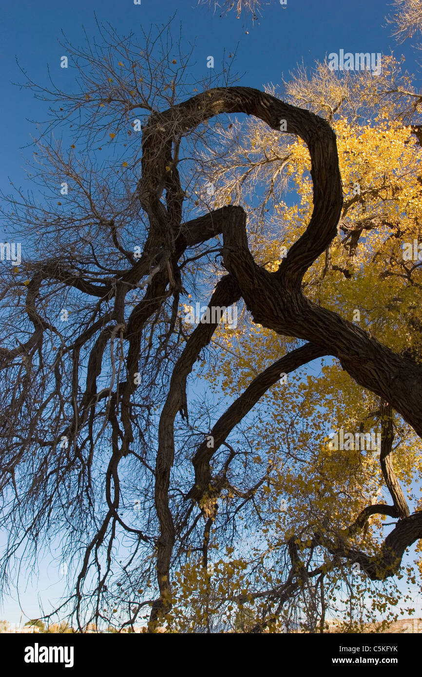 Vertikale Herbst Pappel Baum Stockfoto