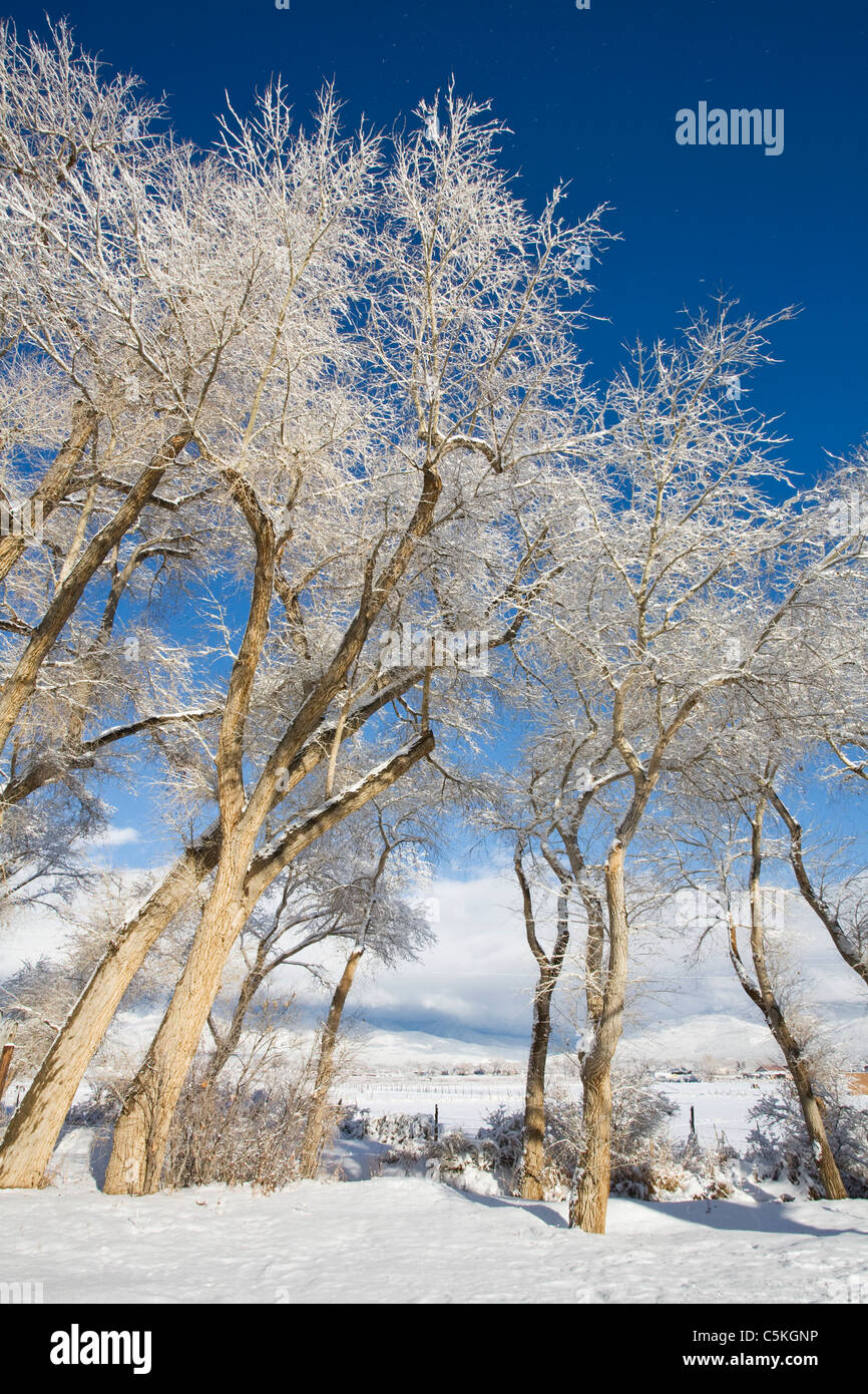 Winterschnee Mäntel Pappeln Stockfoto