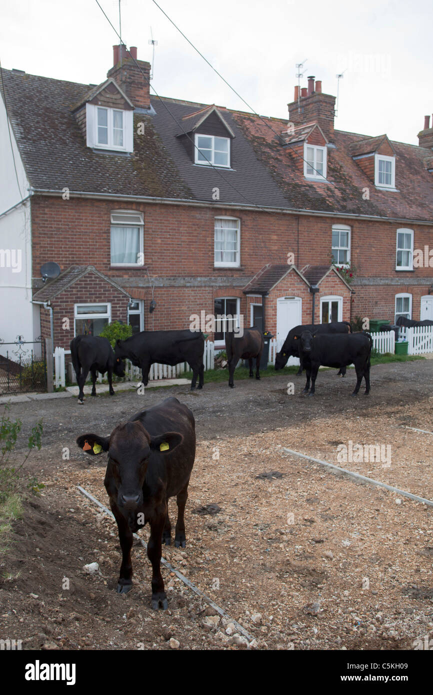 Kühe füttern auf Hecken bei Hungerford Berkshire UK Stockfoto