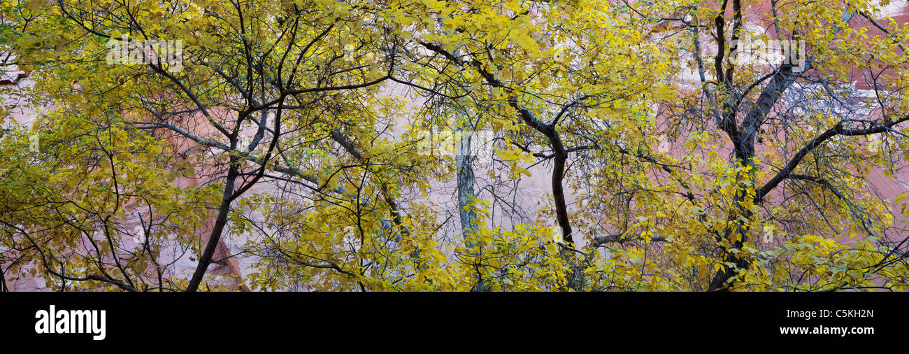 Bäume mit gelben Blätter gegen Sandsteinmauer, Escalante Wüste, UT, NR Stockfoto
