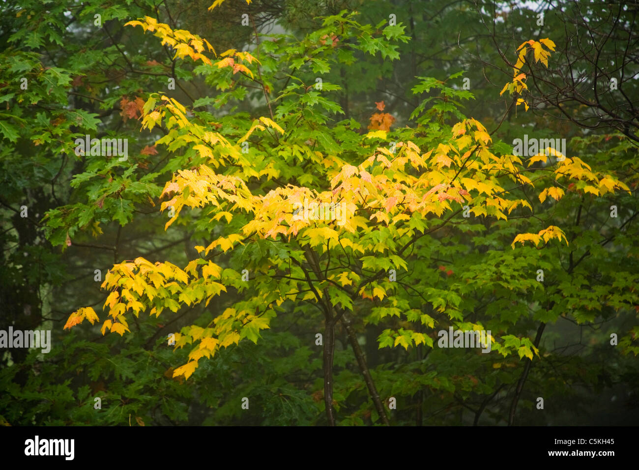 Farben des Herbstes gelbe Blätter am Ast. Stockfoto